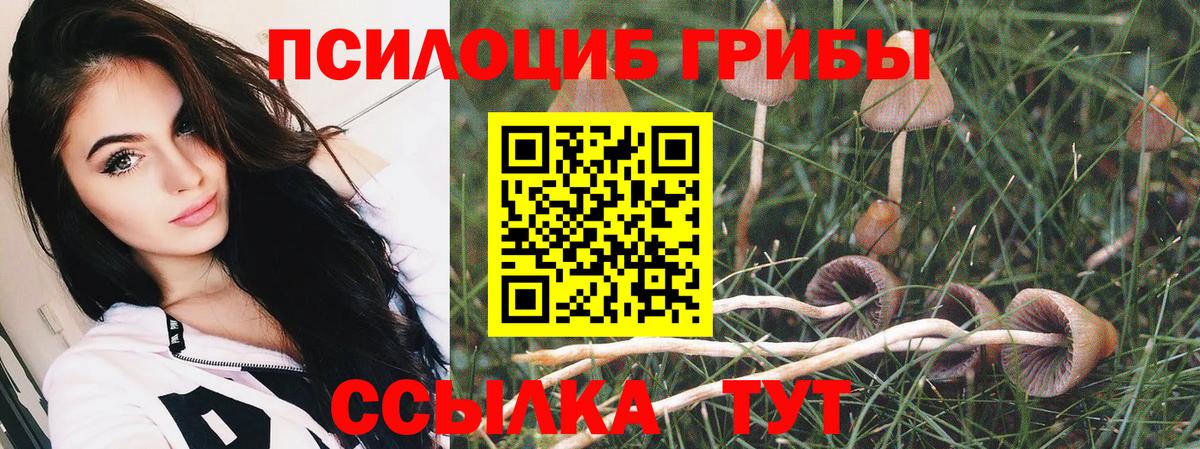 Псилоцибиновые грибы Cubensis Карачаевск